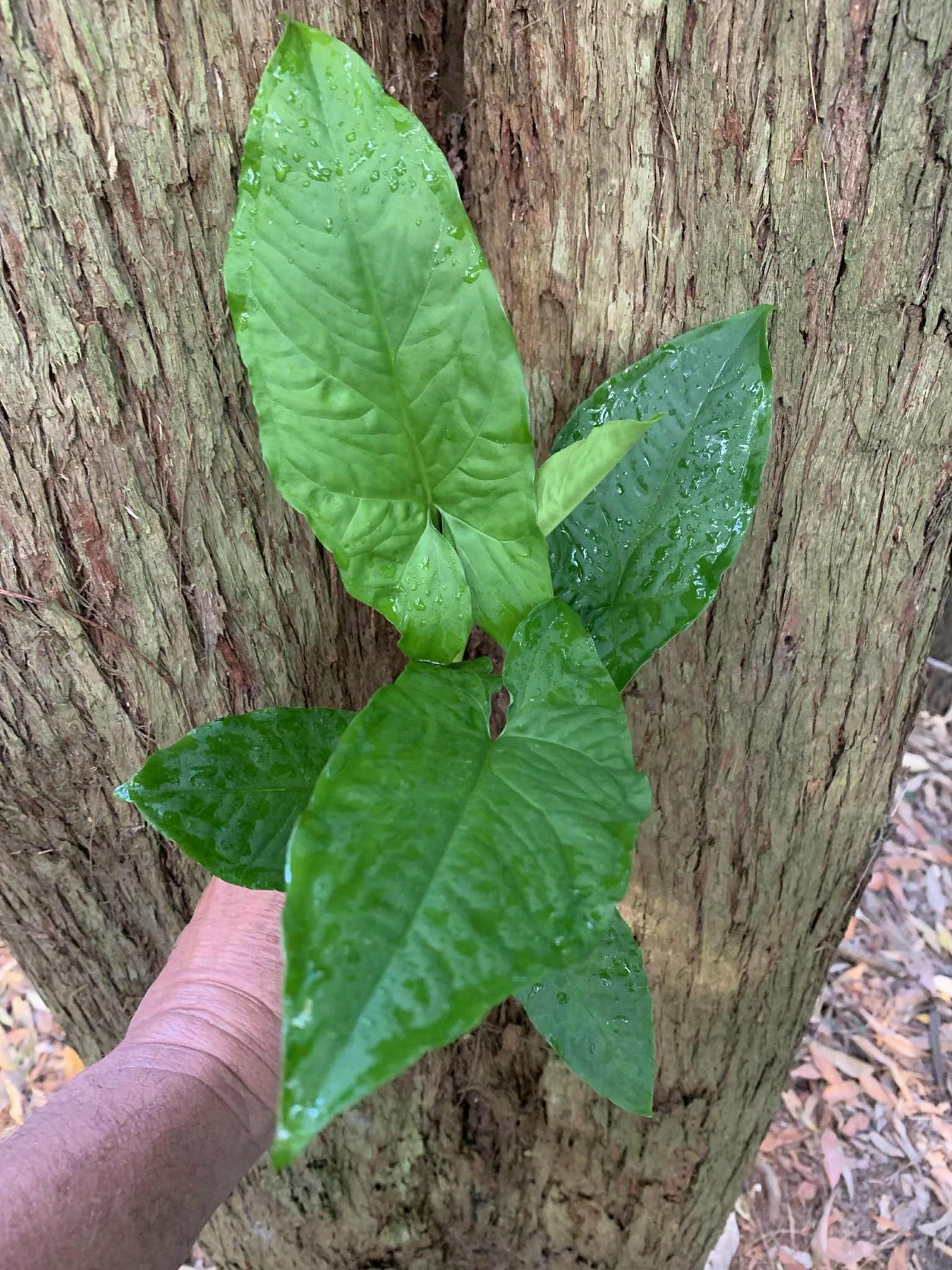 Syngoniums