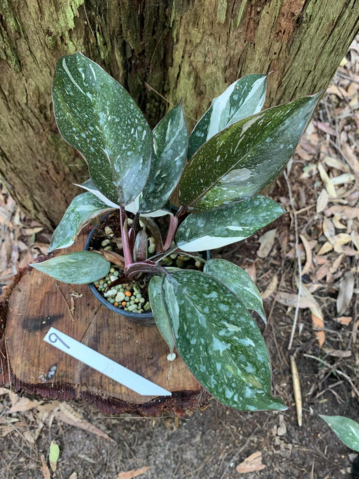 Philodendron Red Anderson Variegated #9 double planted