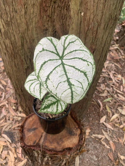 Caladium White Christmas