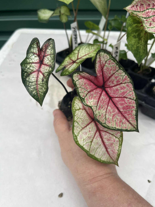 Caladium Grand Slam