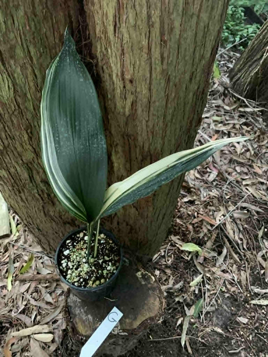 Aspidistra Variegated Cast Iron Plant Multi-listing