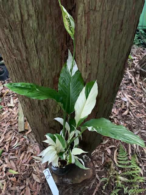 variegated peace lily picasso Spathiphyllum Picasso Peace Lily Multi Listing