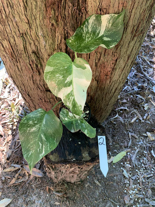 Monstera Albo Borsigiana Multi plant Lisiting