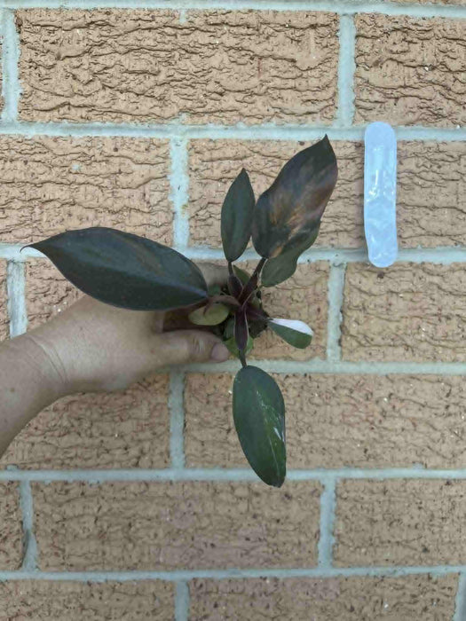 CLEARANCE Philodendron Red Anderson