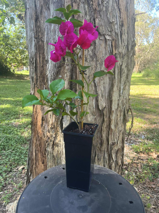 Bougainvillea Barbara Karst