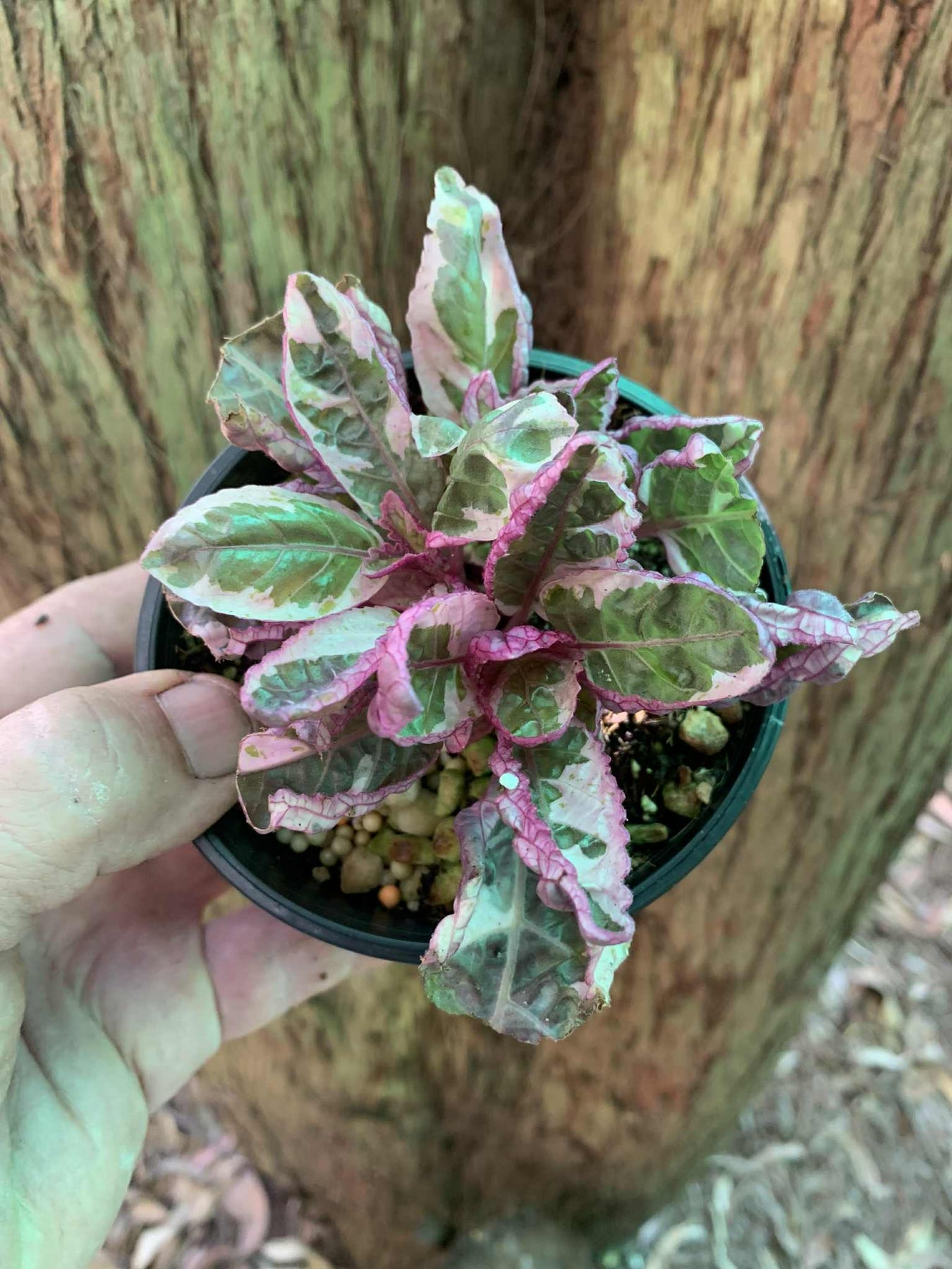 Pink Plants