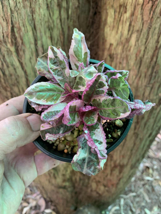 Hemigraphis Snow White - Waffle Plant