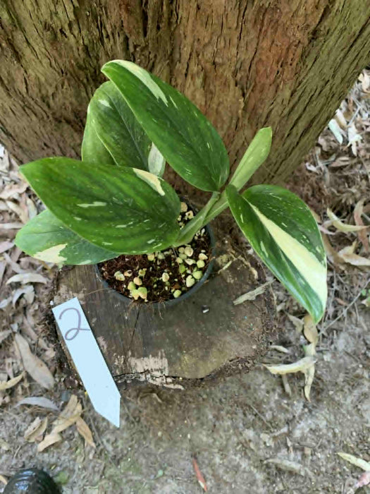 Monstera Standleyana variegated - multi-listing