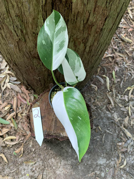 Philodendron White Princess #2