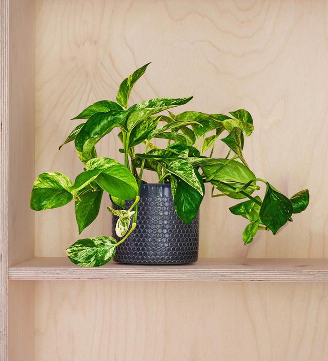 Are Low-Light Plants Good for Australian Apartments?
