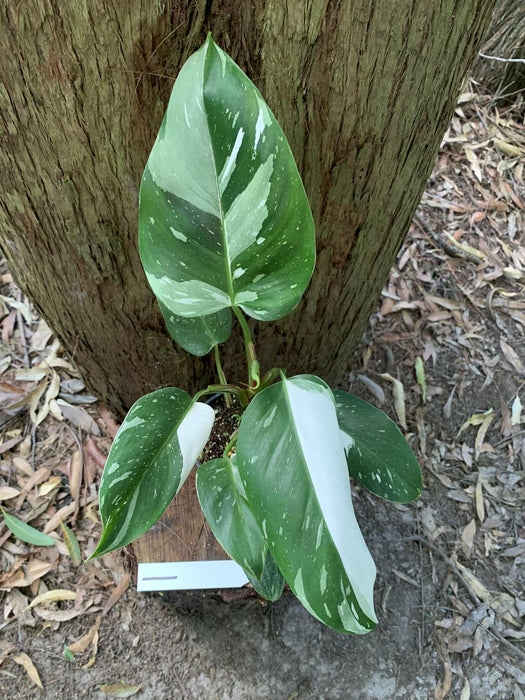 Philodendron White Princess #1