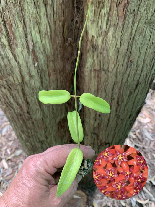 Hoya Bordenii