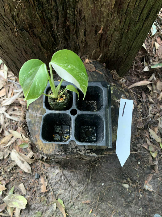 Monstera Albo Borsigiana Multi-listing
