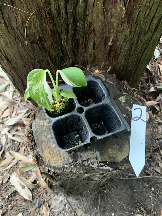 Monstera Albo Borsigiana Multi-listing