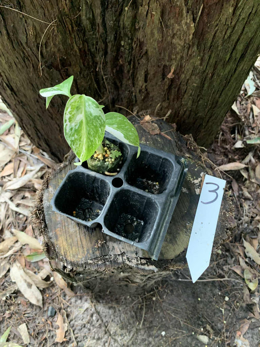 Monstera Albo Borsigiana Multi-listing