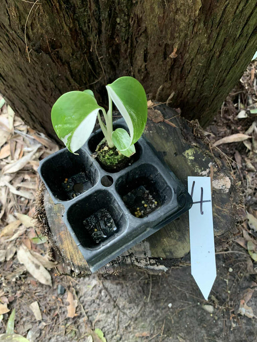 Monstera Albo Borsigiana Multi-listing