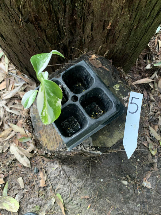 Monstera Albo Borsigiana Multi-listing