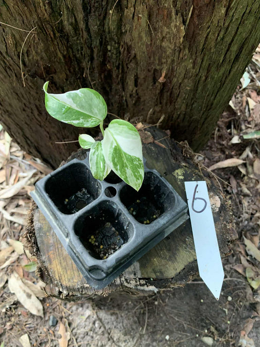 Monstera Albo Borsigiana Multi-listing