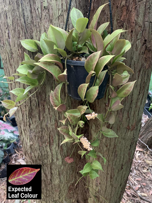 Hoya Sunrise up to 50cm - Free Express Post