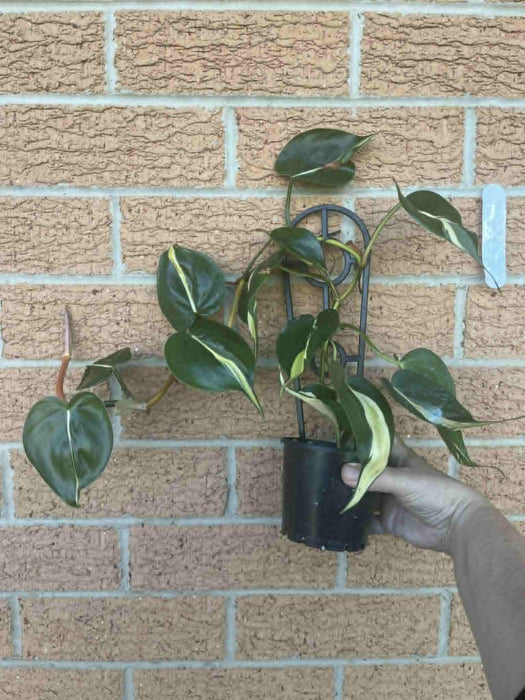 Clearance Philodendron Cream Splash