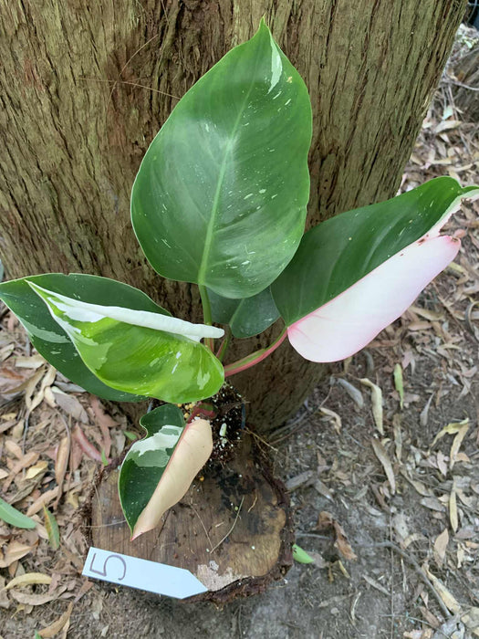 Philodendron White Princess #5