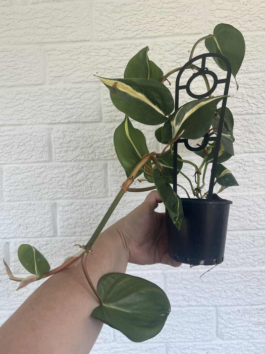 Clearance Philodendron Cream Splash