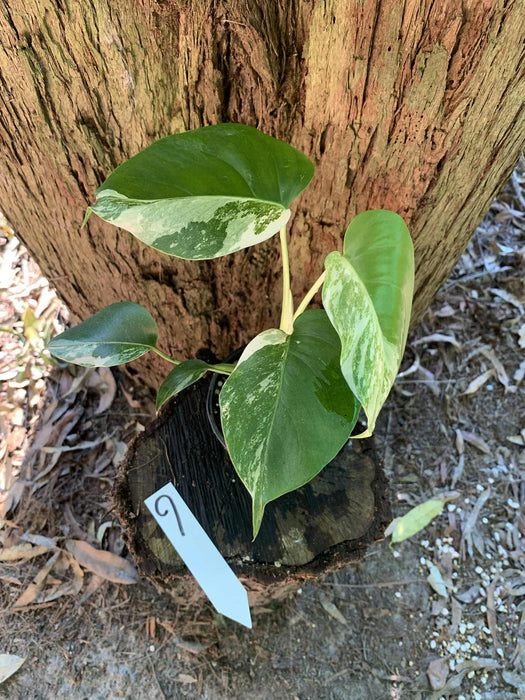 Monstera Albo Borsigiana Multi plant Lisiting