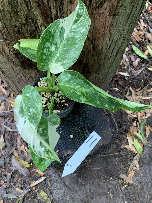 Philodendron Jose Buono Multi-listing