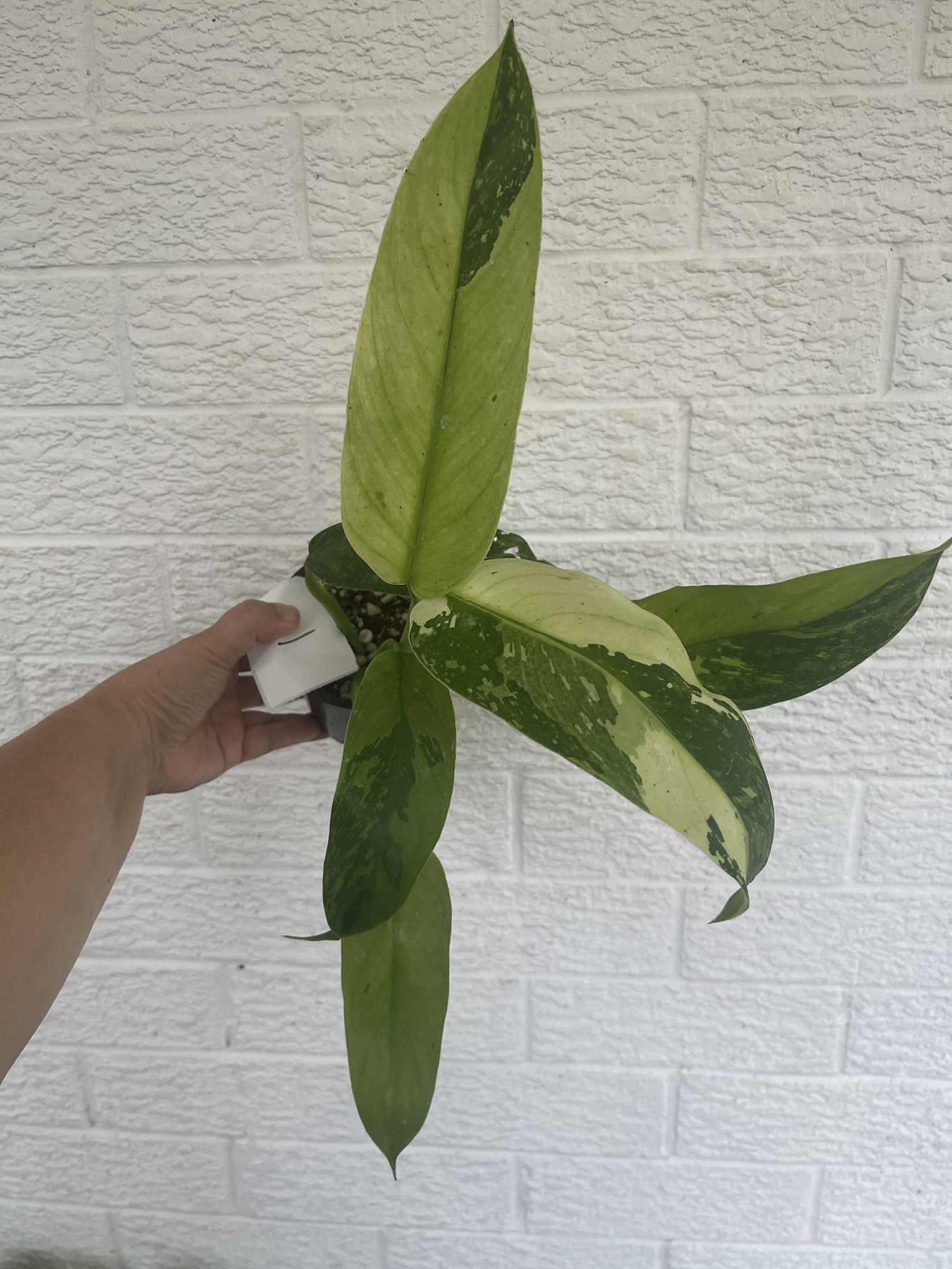 Philodendron Jose Buono