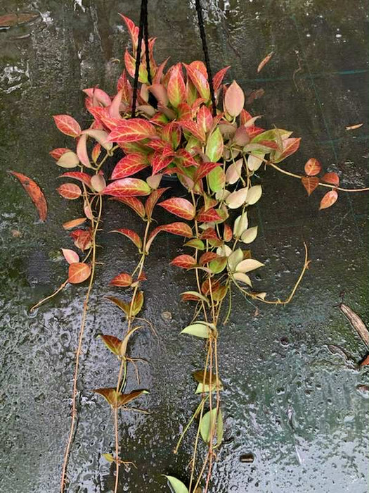 Hoya Sunrise up to 50cm - Free Express Post
