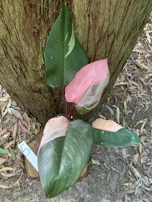Philodendron Pink Princess #5