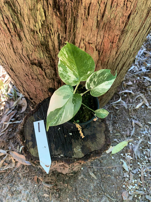 Monstera Albo Borsigiana Multi plant Lisiting