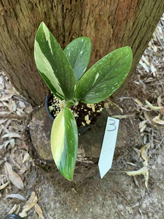 Monstera Standleyana variegated - multi-listing