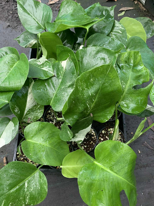 CLEARANCE Monstera Albo Borsigiana Very Low Variegation