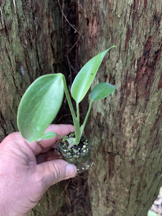 Monstera Burle Marx Flame
