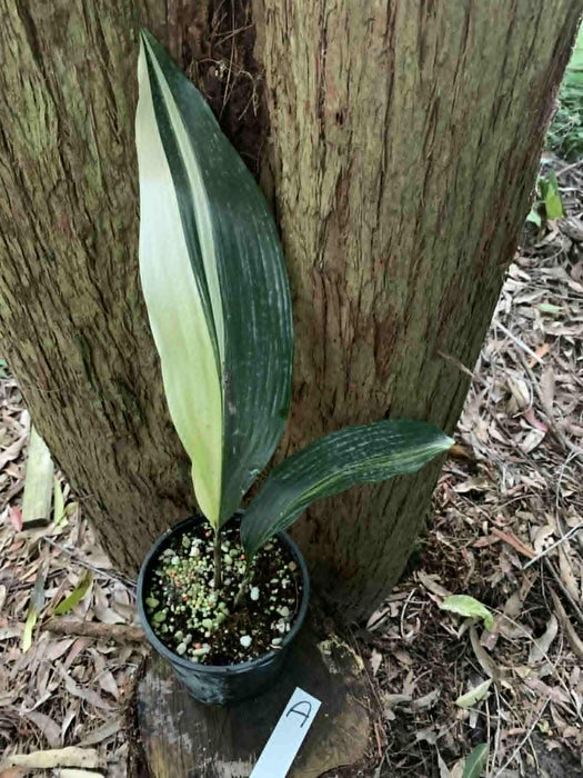 Aspidistra Variegated Cast Iron Plant Multi-listing