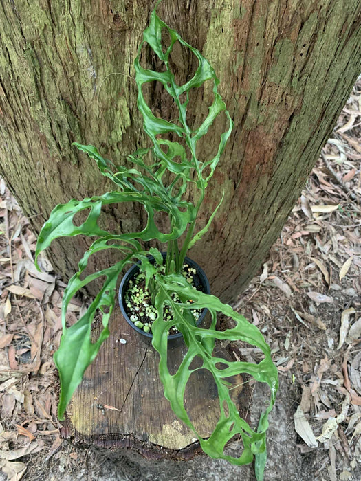 Monstera Obliqua