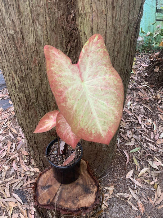 Caladium Creme Brulee