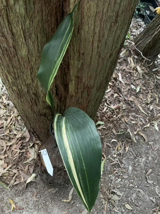 Aspidistra Variegated Cast Iron Plant Multi-Listing