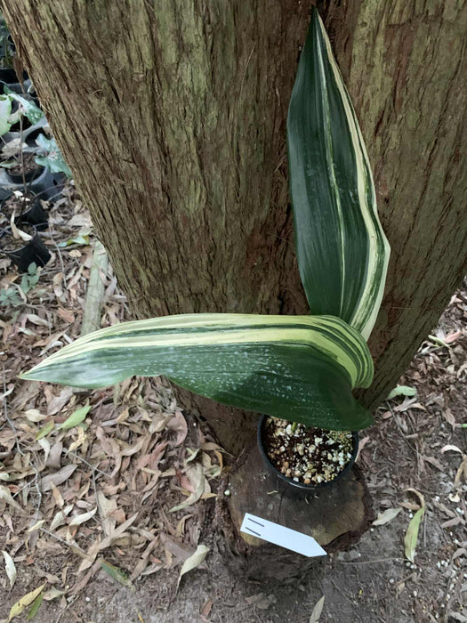 Aspidistra Variegated Cast Iron Plant Multi-Listing