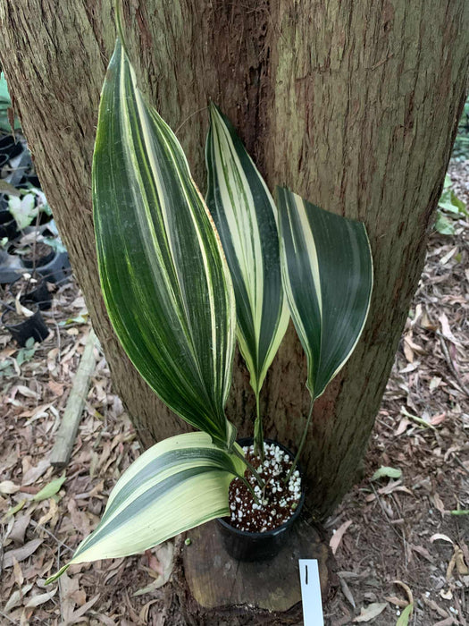 Aspidistra Variegated Cast Iron Plant Multi-Listing