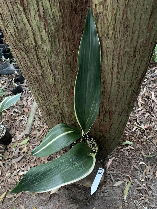 Aspidistra Variegated Cast Iron Plant Multi-Listing