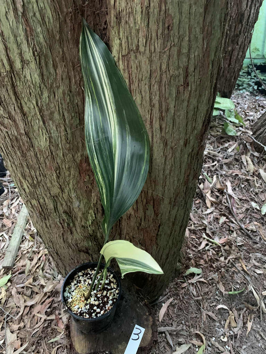 Aspidistra Variegated Cast Iron Plant Multi-Listing