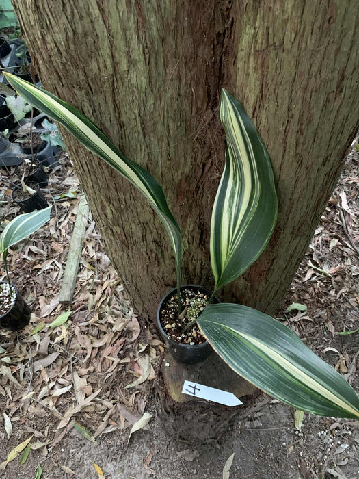 Aspidistra Variegated Cast Iron Plant Multi-Listing