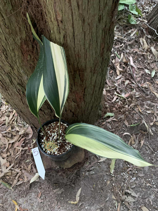 Aspidistra Variegated Cast Iron Plant Multi-Listing