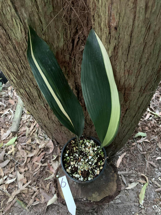 Aspidistra Variegated Cast Iron Plant Multi-Listing