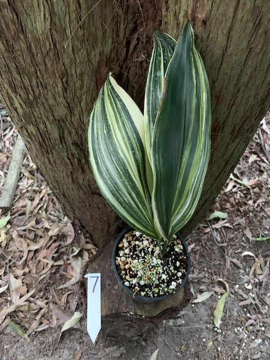 Aspidistra Variegated Cast Iron Plant Multi-Listing