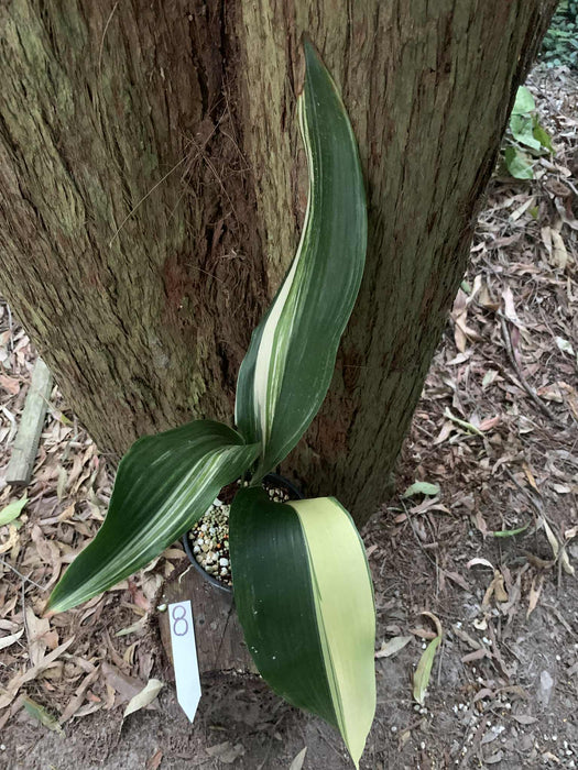 Aspidistra Variegated Cast Iron Plant Multi-Listing