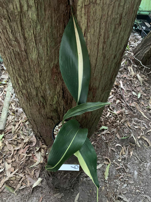 Aspidistra Variegated Cast Iron Plant Multi-Listing
