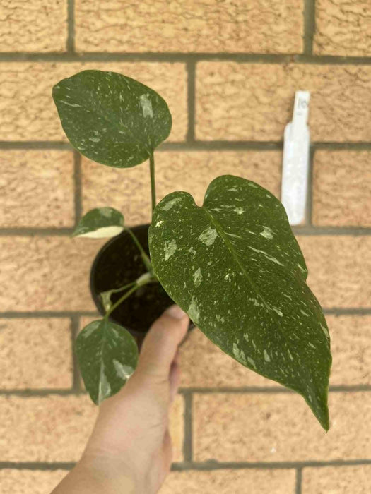 Monstera Creme Brulee